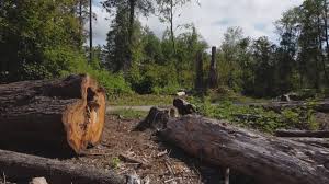 Best Tree Cabling and Bracing  in Mendota, CA