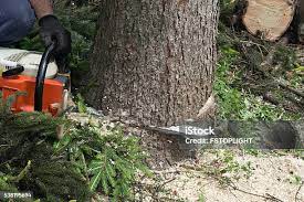 Best Tree Disease Treatment  in Mendota, CA