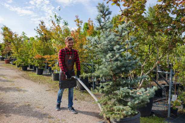 Best Hazardous Tree Removal  in Mendota, CA
